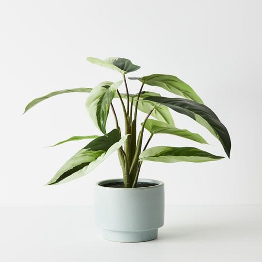 Caladium Artificial Plant in Pot 38cm