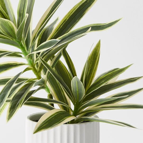 Cordyline Artificial Plant in Ribbed White Pot