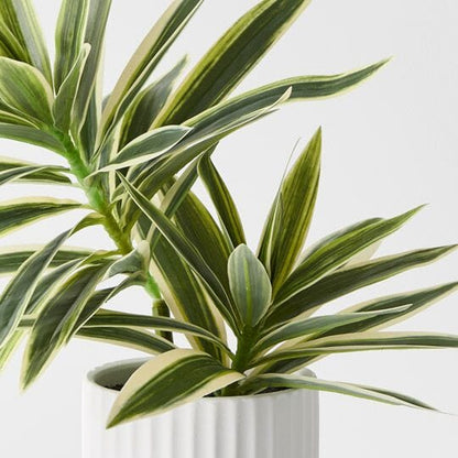 Cordyline Artificial Plant in Ribbed White Pot