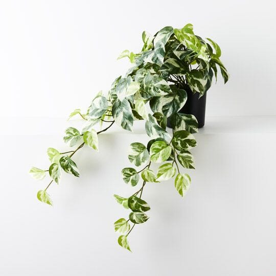 Pothos Real Touch Potted Hanging Bush 48cm