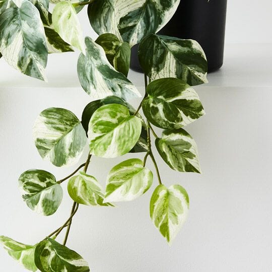Pothos Real Touch Potted Hanging Bush 48cm