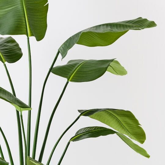 Bird of Paradise Artificial Plant 180cm