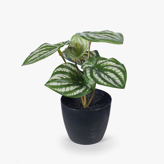 Peperomia Watermelon Artificial Potted Plant in Green/White 15cm