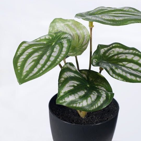 Peperomia Watermelon Artificial Potted Plant in Green/White 15cm