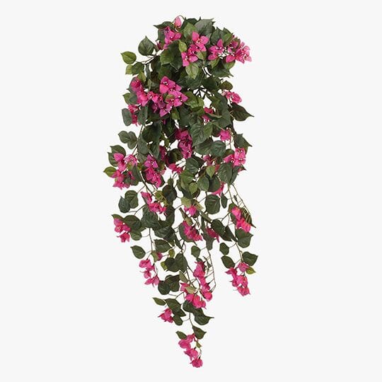 Bougainvillea Hanging Bush in Fuschia 115cm