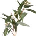 Eucalyptus Seed Spray in Grey/Green 83cm