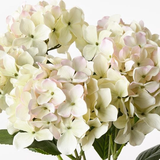 Hydrangea Artificial Bush in Cream/Pink 50cm