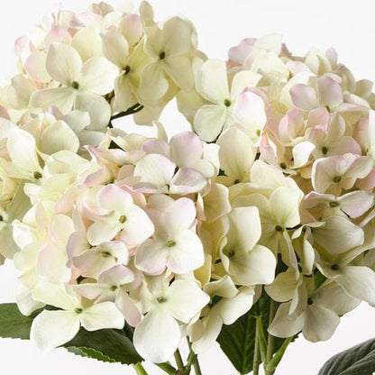 Hydrangea Artificial Bush in Cream/Pink 50cm