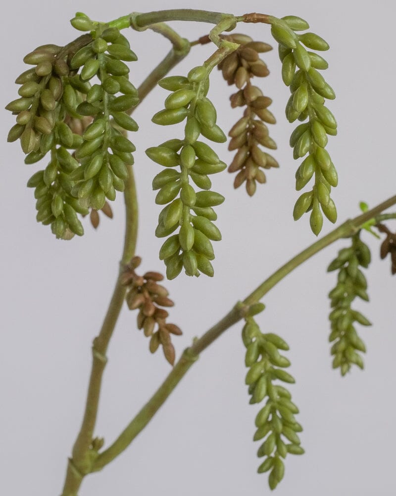 Hanging Faux Succulent in Green/Brown 72cm