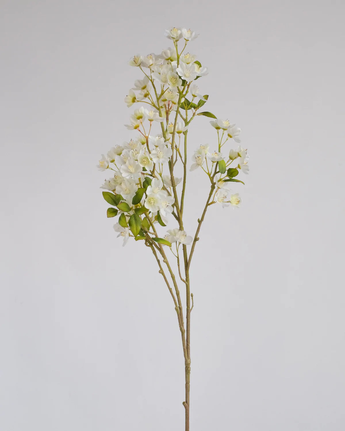 Peach Blossom in White