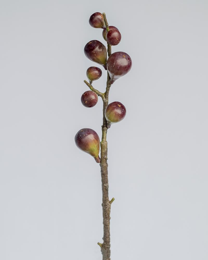 Fig Artificial Branch in Burgundy