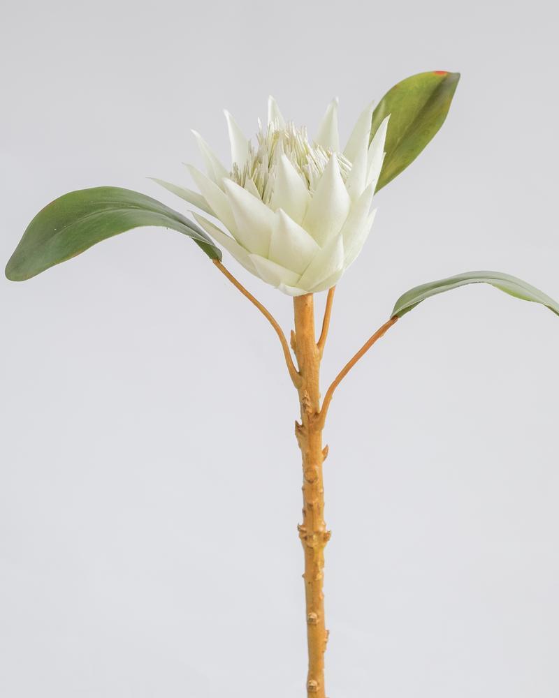 PROTEA SPRAY LIGHT GREEN 50CM
