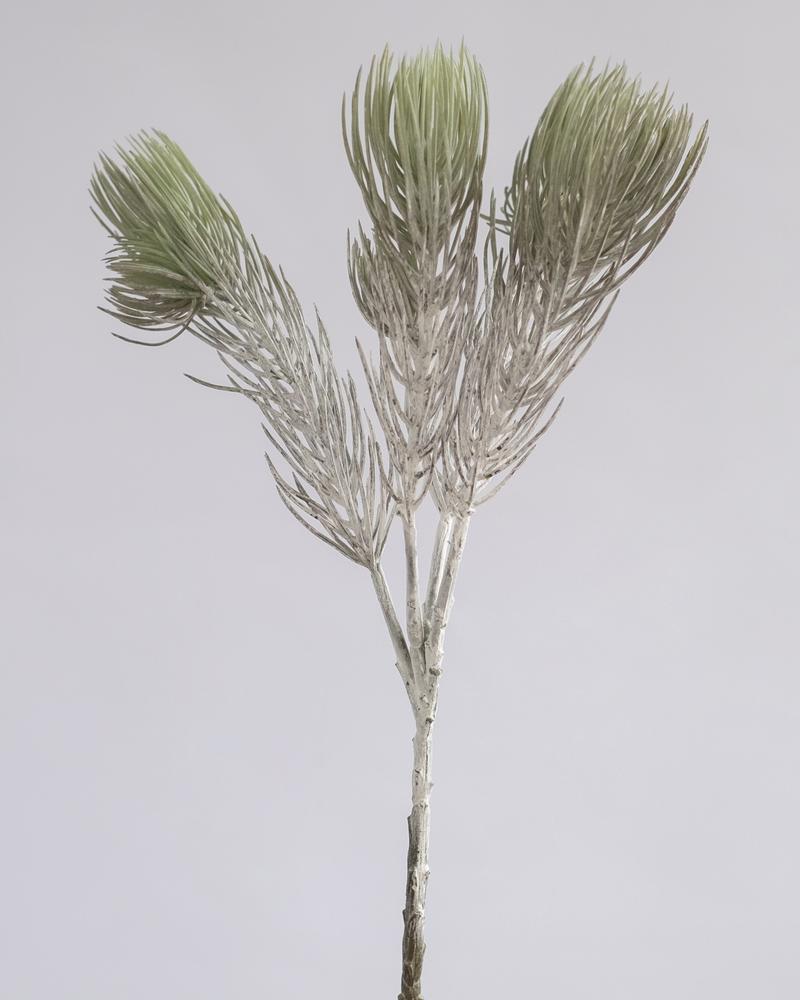 Snow Fir Stem in Green/White