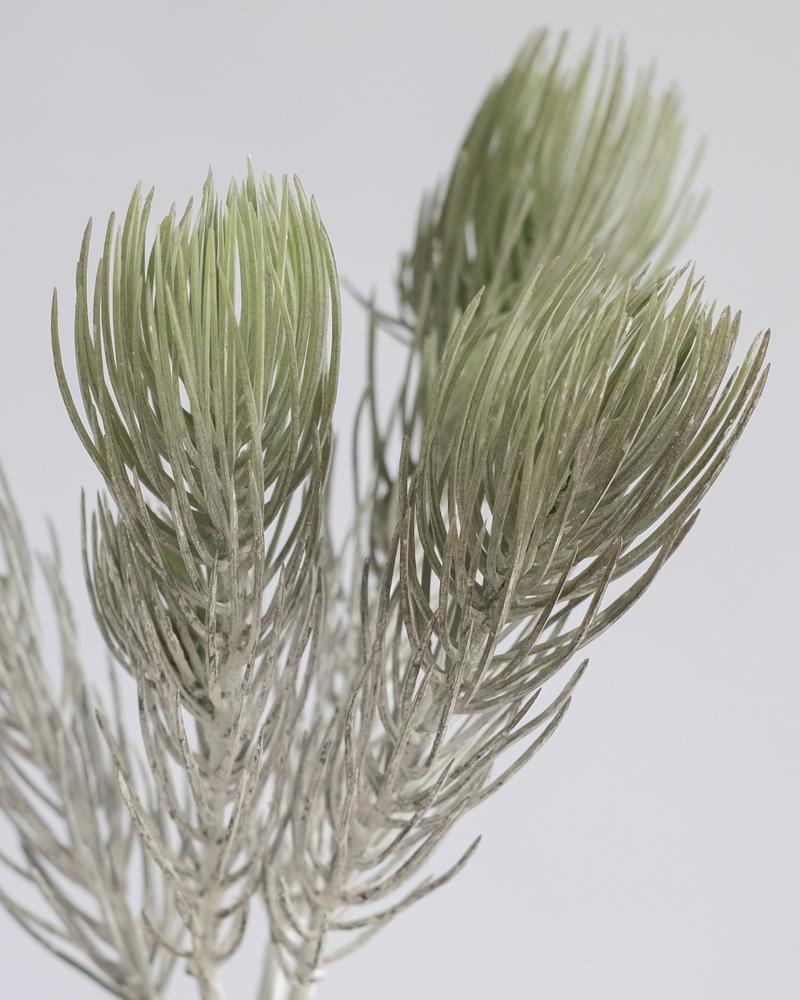 Snow Fir Stem in Green/White