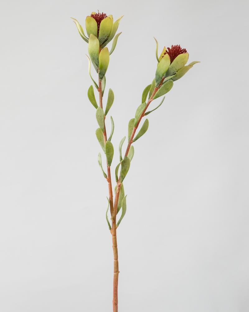 LEUCADENDRON SPRAY FLOCKED RED/GREEN