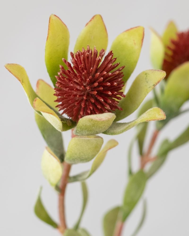 LEUCADENDRON SPRAY FLOCKED RED/GREEN