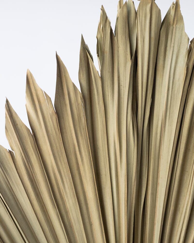 Artificial Palm Fan in Natural - 120cm