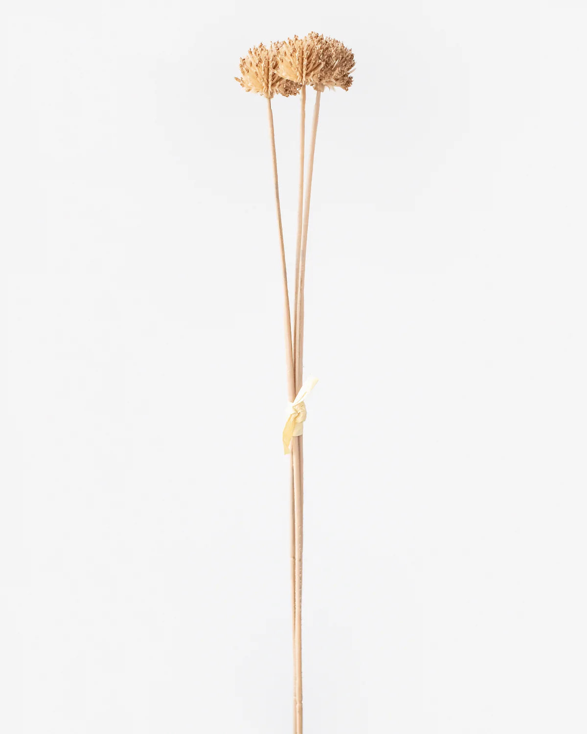Billy Button in Beige/brown