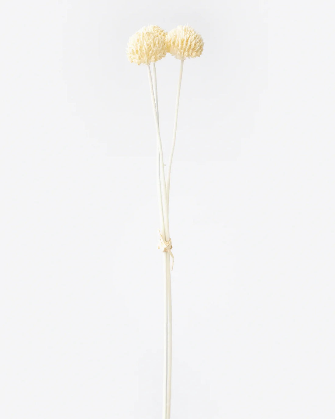Billy Button in Cream