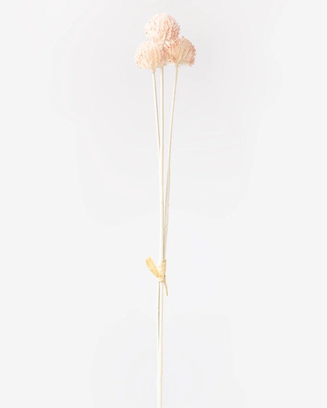 Billy Button in Light Pink