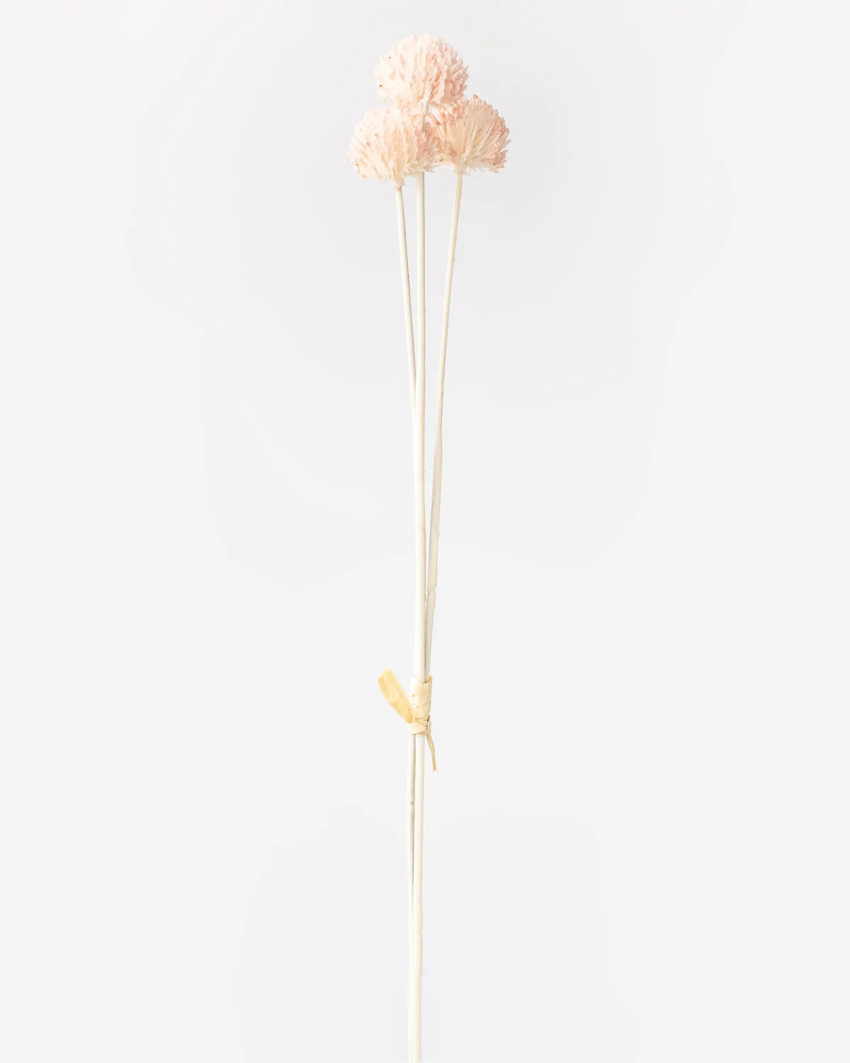 Billy Button in Light Pink