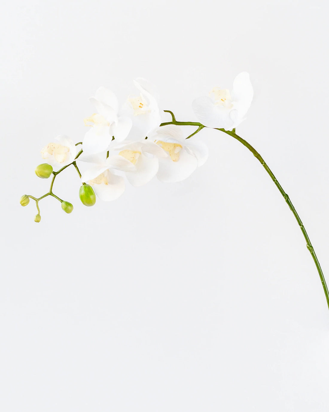 Soft Touch Faux Orchid in White - Save 50%
