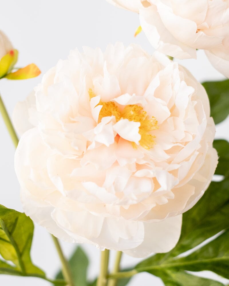 Peony Branch in Beige 75cm