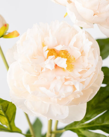 Peony Branch in Beige 75cm
