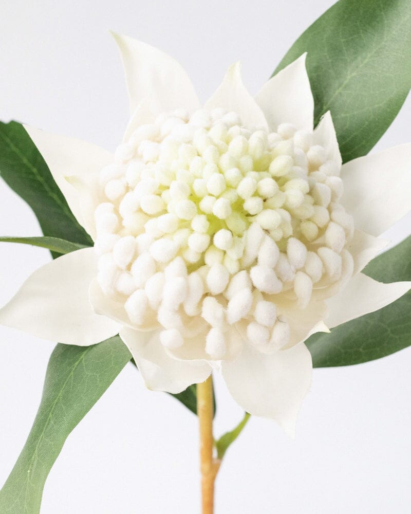 Waratah Faux Stem in White