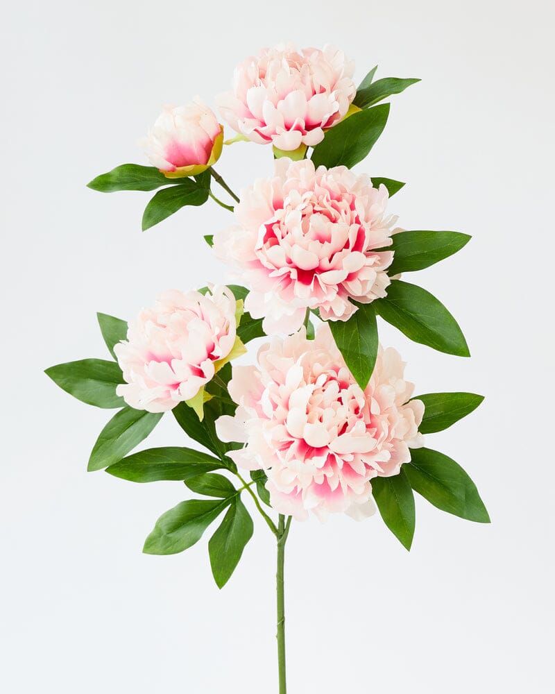 Peony 5 Branch in Cream/Pink 90cm