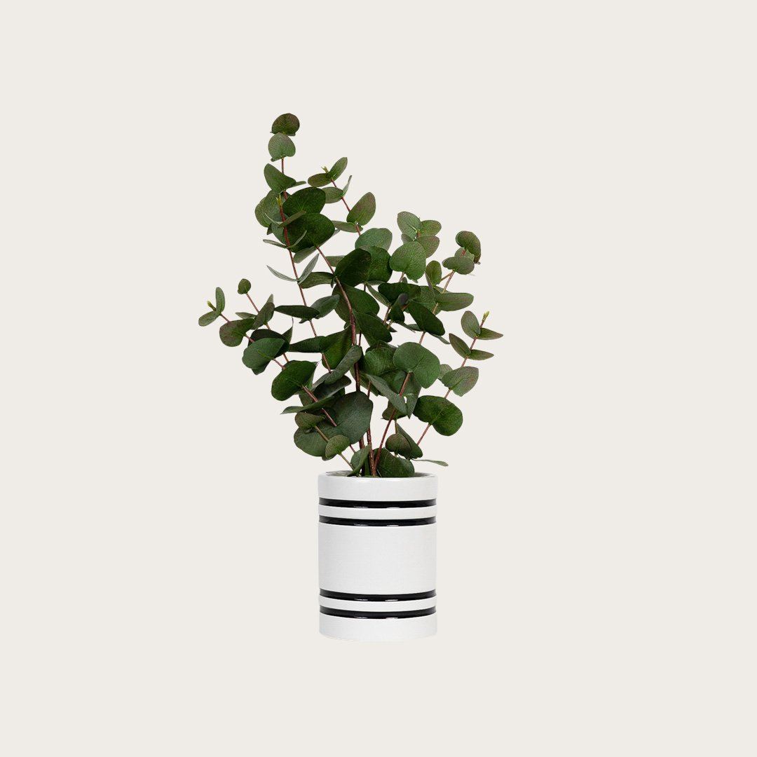 Ynes Ceramic Utensil or Plant Pot - Buy 1 Get 1 Free Sale
