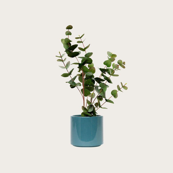 Gian Ceramic Pot in Green (Save 50%)