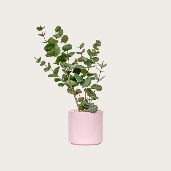 Gian Cermamic Plant Pot in Pink