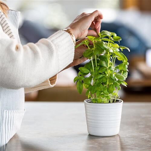 Stone Speckle Herb Planter in Chalk (Save 50%)