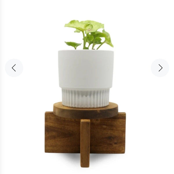 Enya Wood Plant Stand - Small