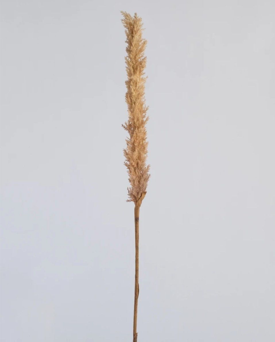 Long Reed Grass Spray Light Coffee 97.5cm (Save 44%)