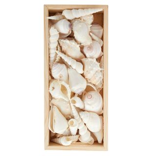 Decorative Sea Shells in White