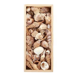 Boxed Decorative Seashells in Natural