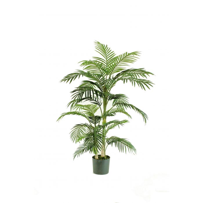 CANE PALM GREEN - 80 X 80 X 152CM